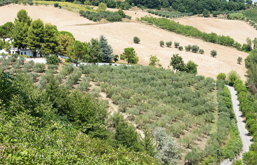 Panoramica coltivazioni